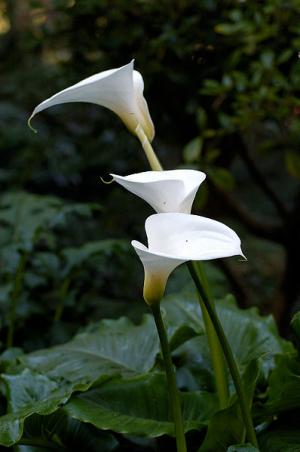 Are calla lily bulbs poisonous sale to dogs